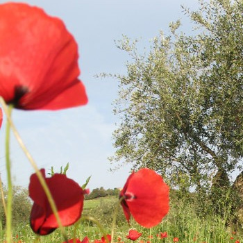 Parchi naturali a Roma, il mix perfetto tra metropoli e verde